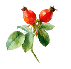 Watercolor illustration of two vibrant red rose hips on a branch with green leaves