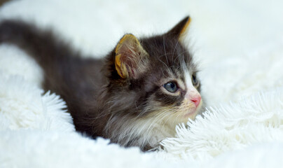 A fluffy gray and white kitten with expressive blue eyes has made himself comfortable on a white...