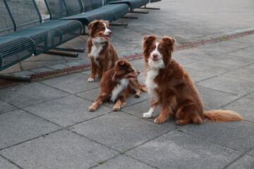 Three brown and white dogs are sitting on a sidewalk
