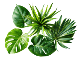 Vibrant green foliage arrangement.  A cluster of diverse tropical plants, featuring various leaf shapes and textures.  Bold, deep greens dominate
