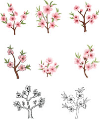 Cherry blossom illustrations, spring flowers, pink floral art, blooming branches, nature drawing, botanical sketches, delicate flower designs, seasonal blossoms, garden art.