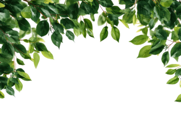 Lush green leaves form an arching border against a stark black background