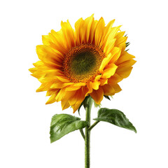 Naklejka premium Vibrant sunflower with rich yellow petals, dark green leaves, and a deep center