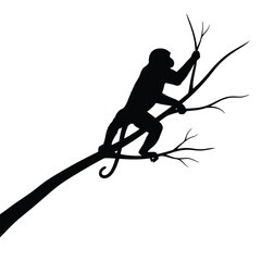 Silhouette of a monkey sitting on a tree branch © Yazid