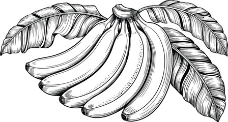 Banana bunch illustration, tropical fruit drawing, vintage banana plant sketch, hand drawn banana with leaves, botanical food art design © Akhi's orld