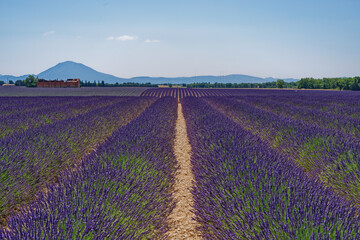 Lavendelfeld in der Provence