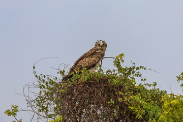 Short-toed snake eagle (Circaetus gallicus) at Baramati, Bhigwan, Maharashtra, India