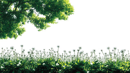 Lush green foliage with white dandelions