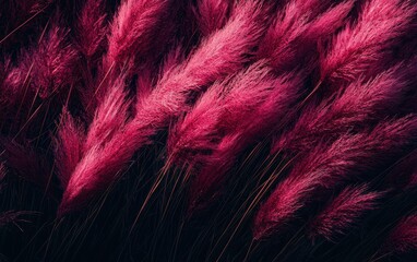 Fototapeta premium Vibrant pink pampas grass sways gently in a sunlit field during the late afternoon