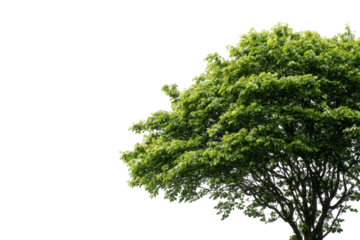 Lush green treetop against black background