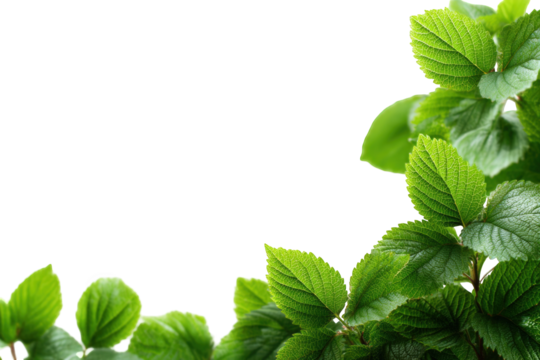 Fresh green leaves frame