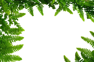 Green fern fronds frame a black void.  A detailed,  close-up view of lush fern foliage creates a border around a completely black center