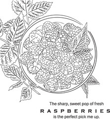 Illustration rasberries hand drawn backgound