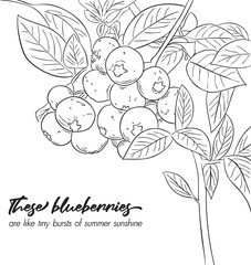 Illustration blueberries hand drawn backgound