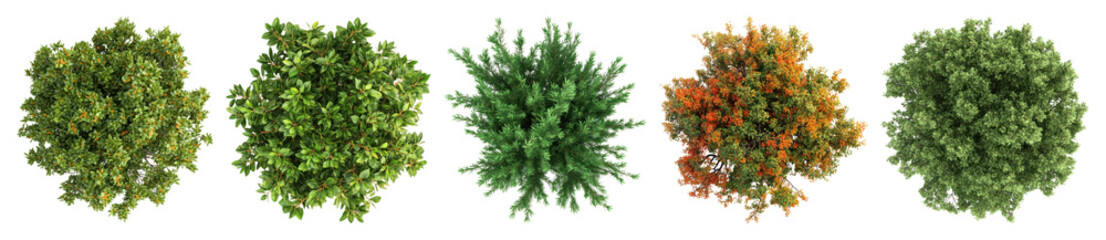 Fototapeta premium PNG Lush vibrant assorted foliage clusters, element set on transparent background