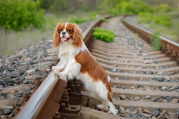 Cavalier King Charles Spaniel standing on railroad tracks