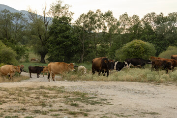 Diverse brown, dark, and black & white cattle traverse a dusty rural path. Lush trees & a distant mountain frame a peaceful scene near Bansko, Bulgaria.