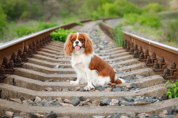 Cavalier King Charles Spaniel standing on railroad tracks