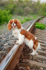 Cavalier King Charles Spaniel standing on railroad tracks