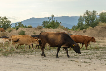 Obraz premium A peaceful herd of cows, varying in color from brown to black, walks along a rural dirt path. Distant mountains and trees complete the natural, serene landscape under a soft sky.