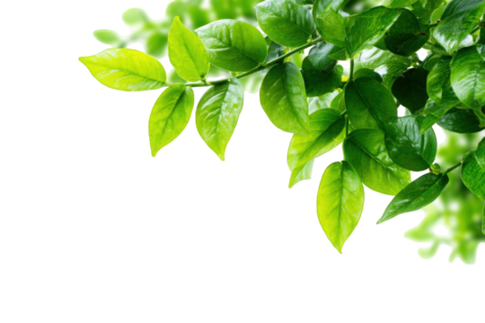 Fresh green leaves in a branch