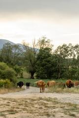 Cows (mother & calf) on a dirt road, framed by green trees and distant mountains under a soft sky. This peaceful Bansko rural scene captures serene natural beauty.