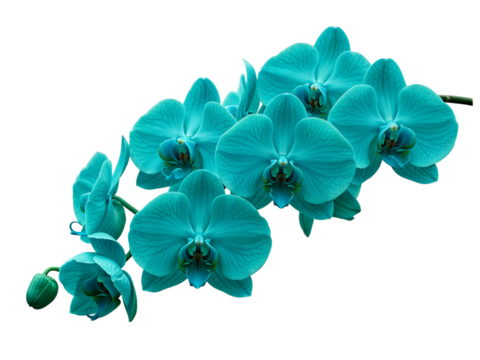 A cluster of vibrant turquoise orchid flowers with a single bud isolated on transparent background - Powered by Adobe