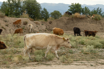 A diverse herd of cows and calves, varying in color, grazes across a dry, hilly rural landscape. Sparse vegetation covers the ground with trees and mountains in the distant background.
