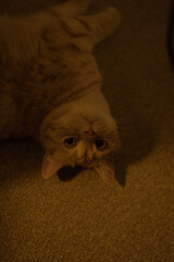 A cat laying on the floor