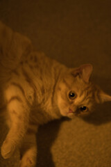 A cat laying on the floor