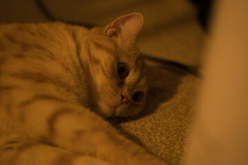 A cat laying on a carpet