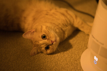 A cat laying on the floor next to a remote control