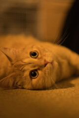 A cat laying on the floor