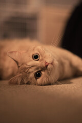 A cat laying on the floor with its head on the floor