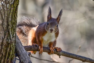“A Glance from the Branch – Portrait of a Curious Squirrel”