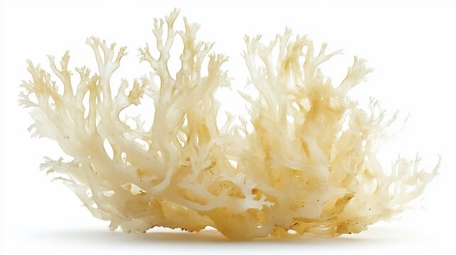 Lacy edible seaweed white background
