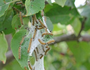Caterpillars on leaves