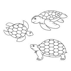 turtle illustration icon