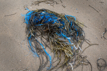 plastic pollution and sea wildlife
