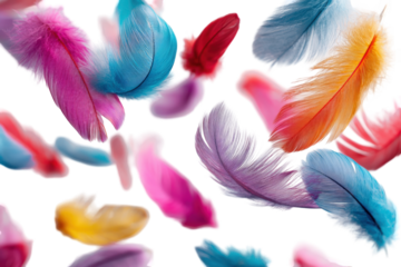 Vibrant feathers in flight