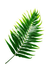Vibrant green palm leaf, sharply detailed, against black background