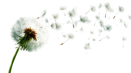 Dandelion seeds blowing in the wind