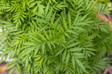 Close-up of a beautiful marigold plant with fresh green leaves in a home garden.