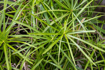 Fresh green Umbrella Papyrus (Cyperus alternifolius) grass-like plant, also known as Umbrella Sedge, thrives in a sunny roof garden.