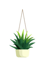 Hanging succulent plant in a cream pot