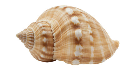 Seashell's Symphony: A captivating close-up showcases the intricate patterns and textures of a pristine seashell, exuding a sense of serenity and connection to the ocean's depths.