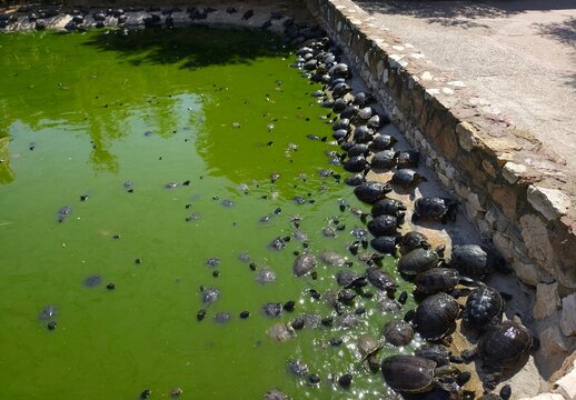 Photo of a lively scene of pond slider turtles (Trachemys scripta) basking on rocks and swimming in a green, algae-covered pond at Attica Zoological Park in Athens, Greece.