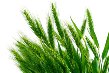 Close-up of wheat ears