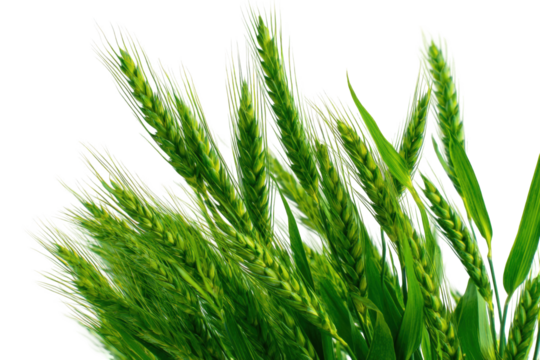 Close-up of wheat ears