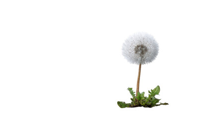 A dandelion seed head against a dark background